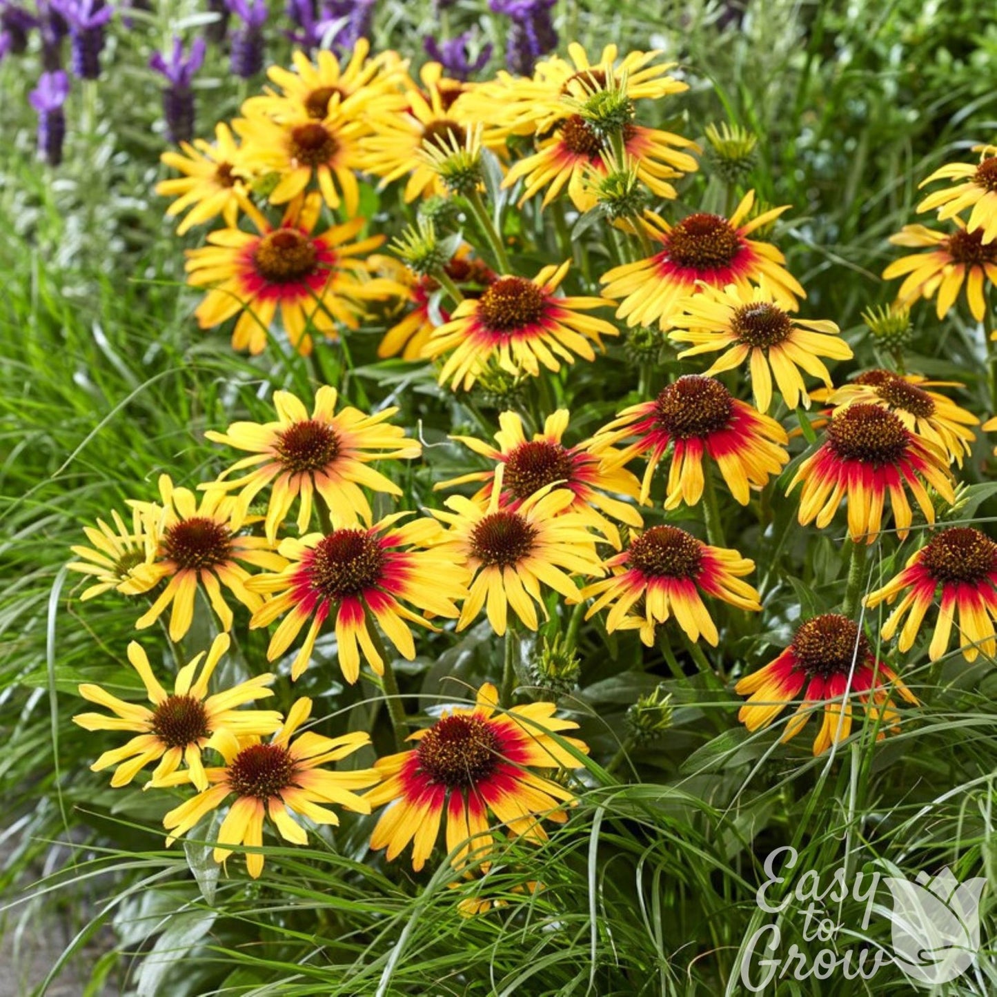 yellow and red flowers of Echinacea SunSeekers Tequila Sunrise