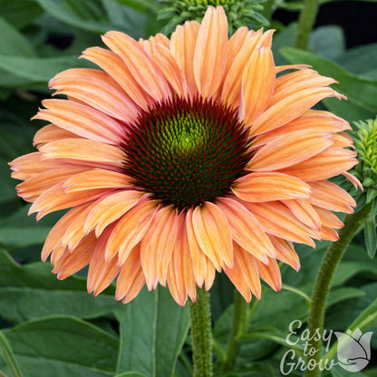 Echinacea Sunseeker Rainbow coral and pink flower