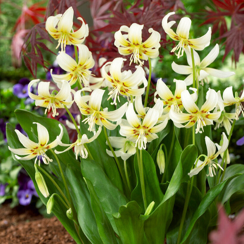 Erythronium White Beauty Flowers in Garden