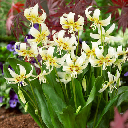Erythronium White Beauty Flowers in Garden