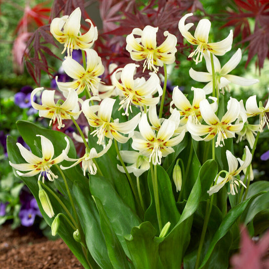 Erythronium White Beauty Flowers in Garden