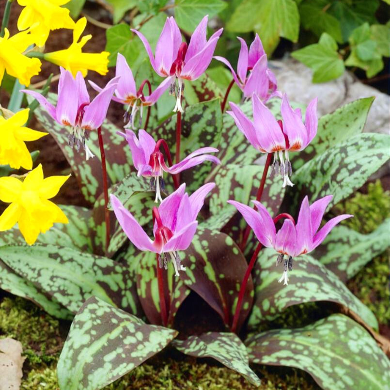 Pink Erythronium Dens-Canis Rose Queen