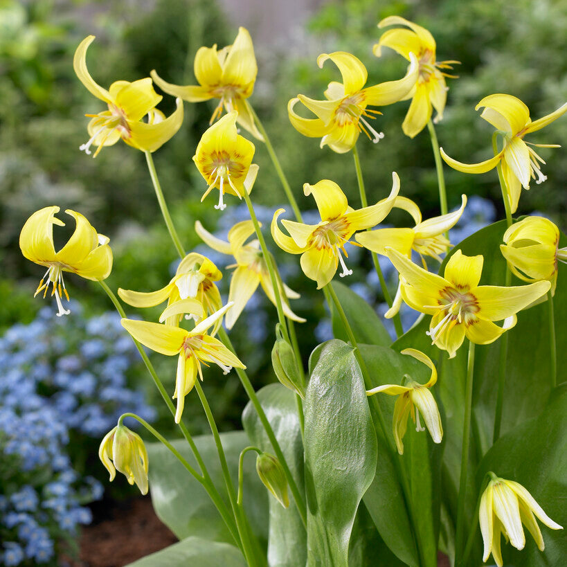 Erythronium Pagoda Dog Tooth Violet Yellow Flowers