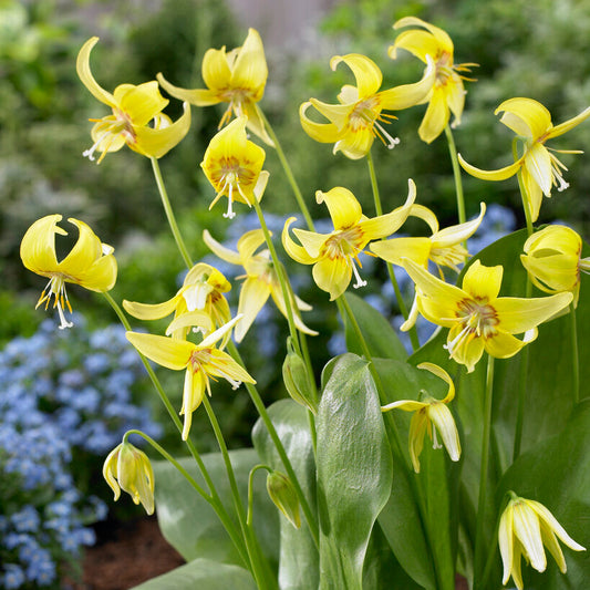 Erythronium Pagoda Dog Tooth Violet Yellow Flowers