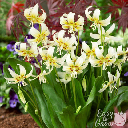 Erythronium White Beauty Flowers in Garden