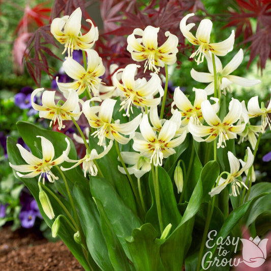 Erythronium White Beauty Flowers in Garden
