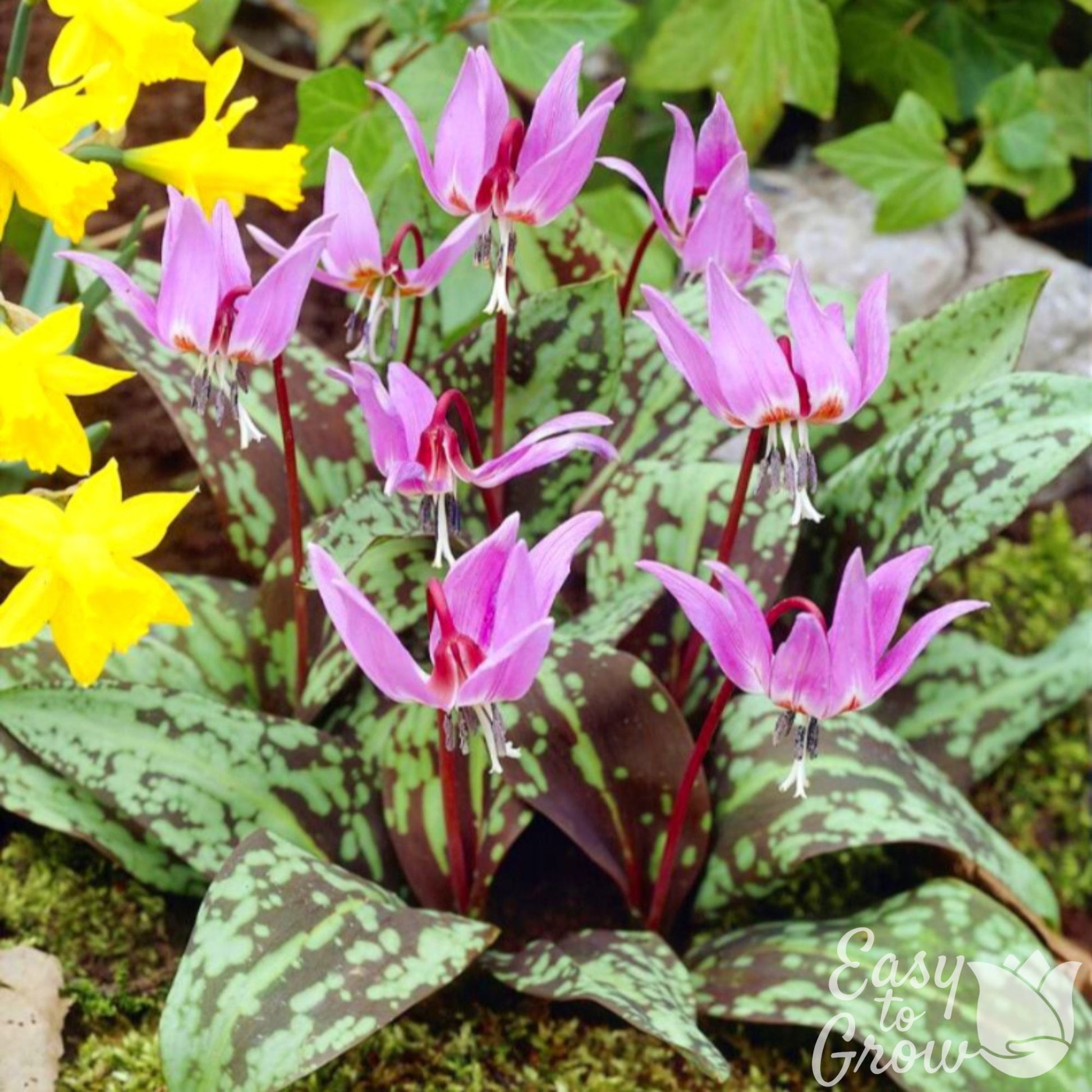 Pink Erythronium Dens-Canis Rose Queen blooming above mottled foliage