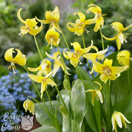Erythronium Pagoda Dog Tooth Violet Yellow Flowers