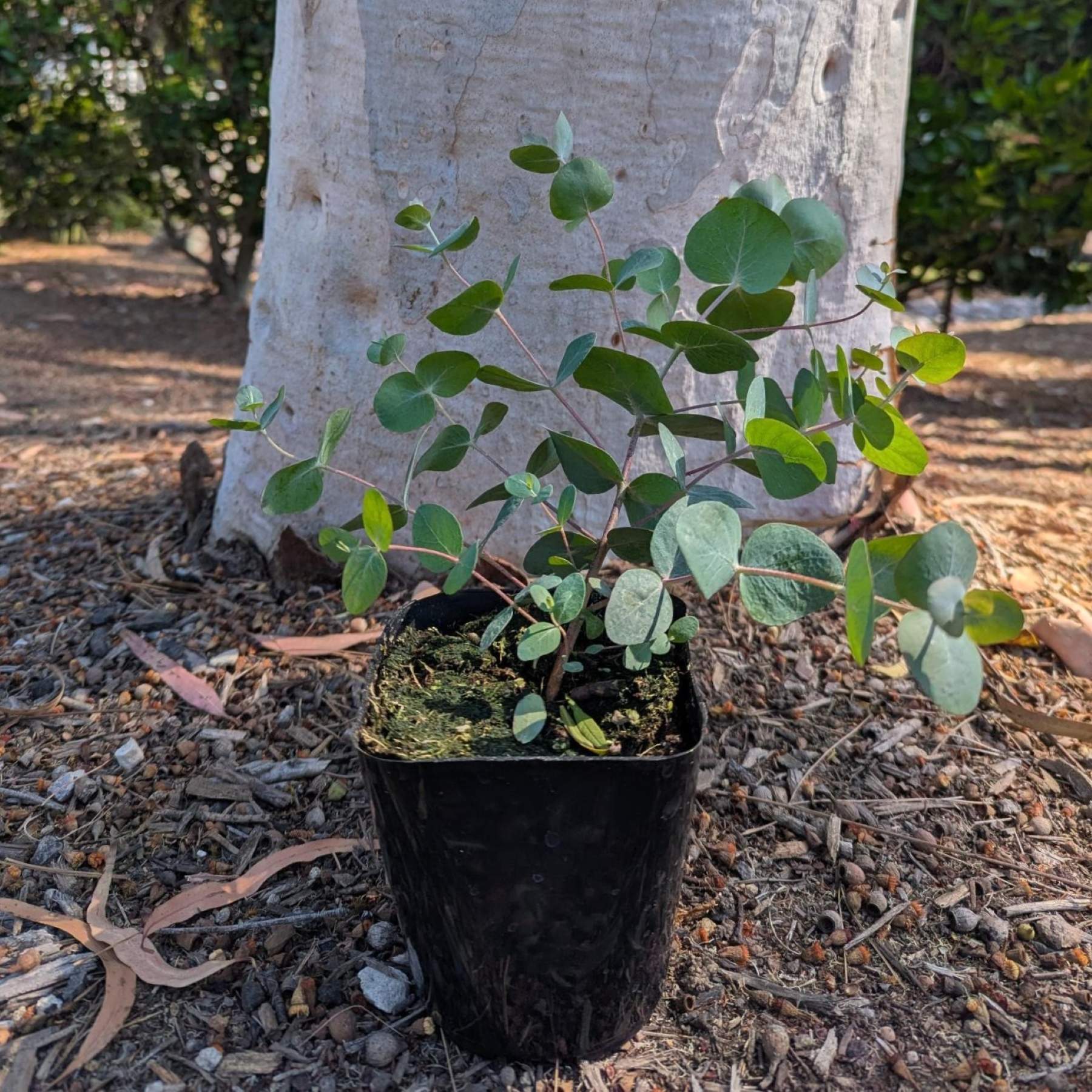 eucalyptus money plant Eucalyptus Silver Dollar Potted Plants 2 Pack