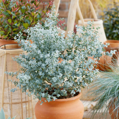 Eucalyptus Silver Dollar potted shrub in terracotta pot