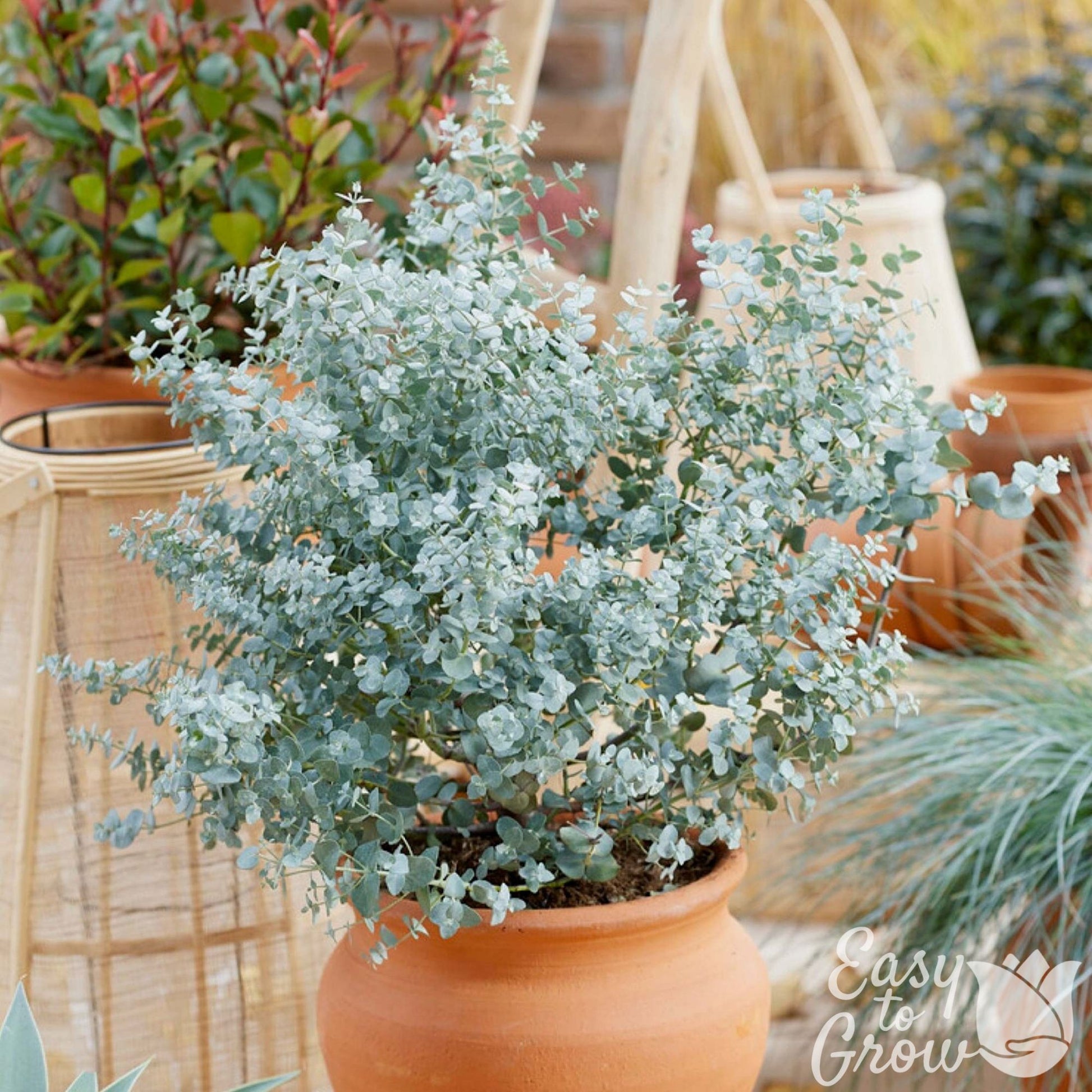 can you plant eucalyptus in a pot Eucalyptus Silver Dollar Potted Plants 2 Pack