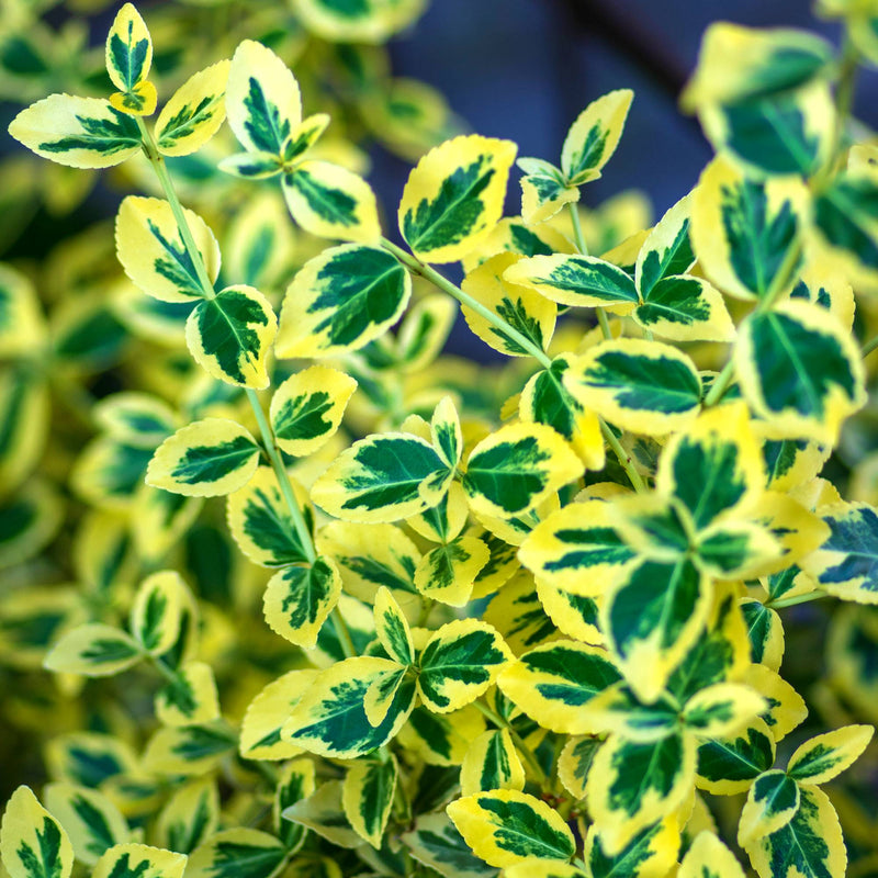 Euonymus Emerald and gold shrub
