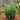 Cypress Lawsoniana 2 Pack