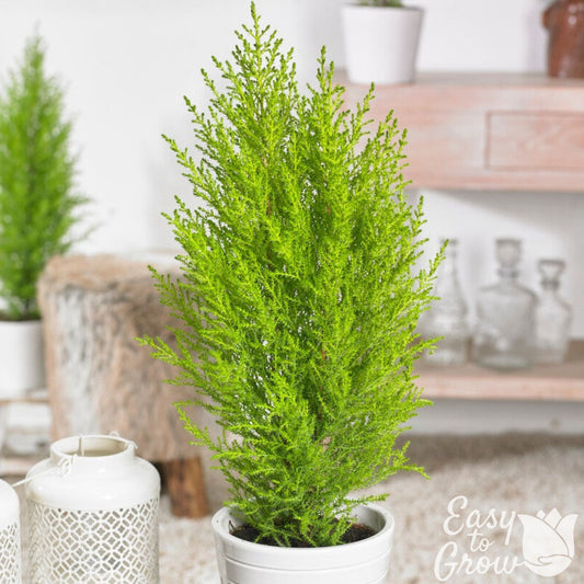 lemon scented foliage, lime green cypress in a pot