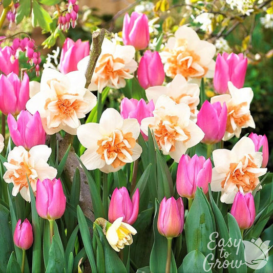 Blend of Pink Tulips and Peach & White Daffodils