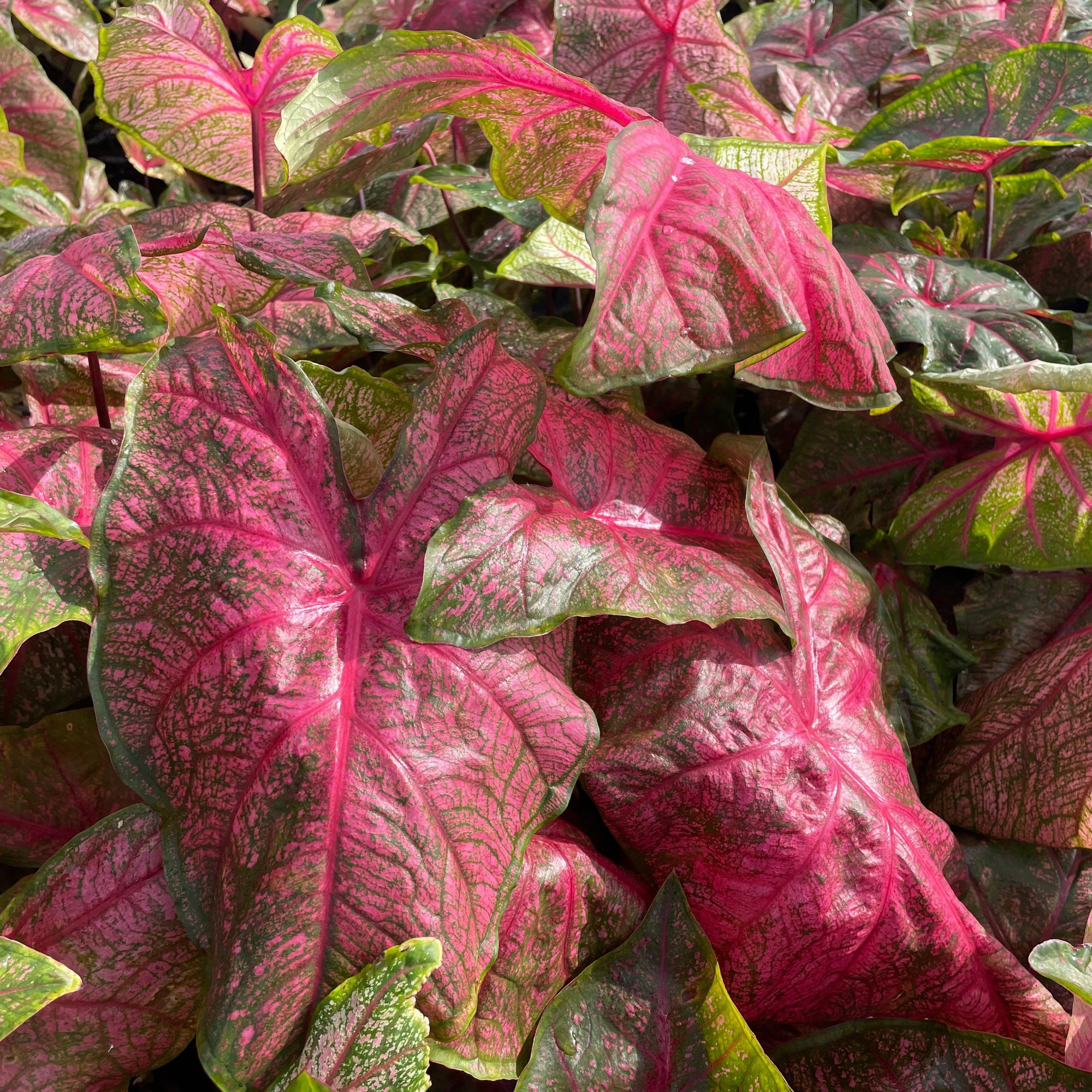 Bright Rose Pink Caladium Bulbs for Sale | Fannie Munson – Easy To Grow ...