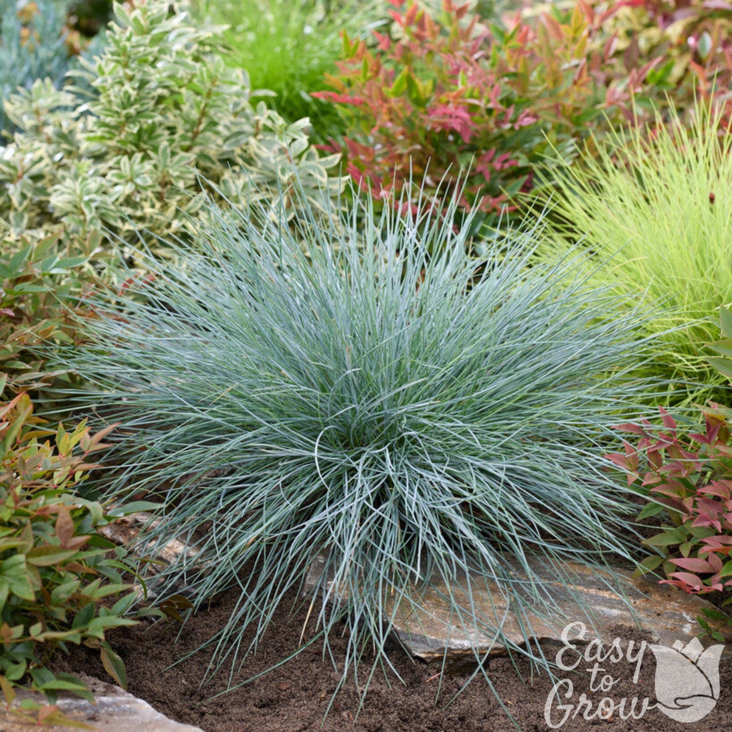 Blue Fescue Grass in Garden