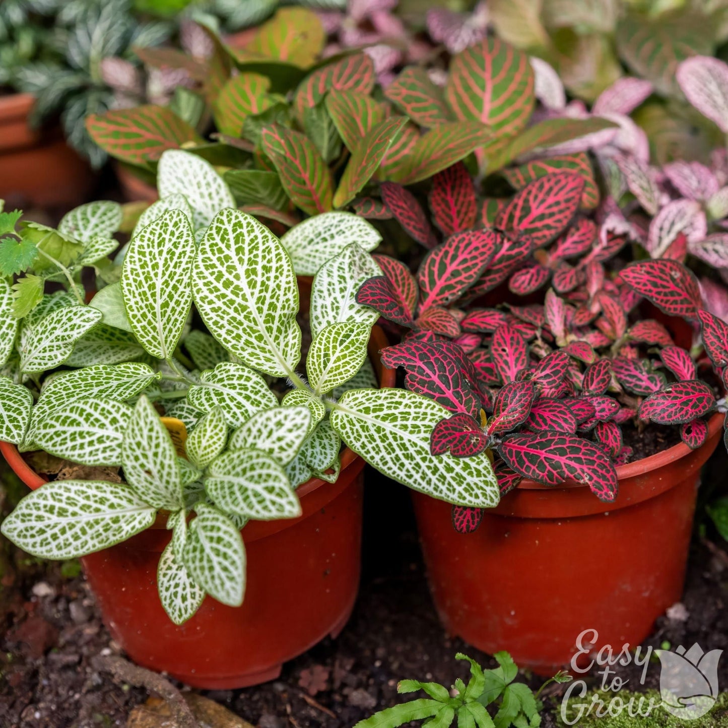 Fittonia Nerve Plant houseplant assorted foliage