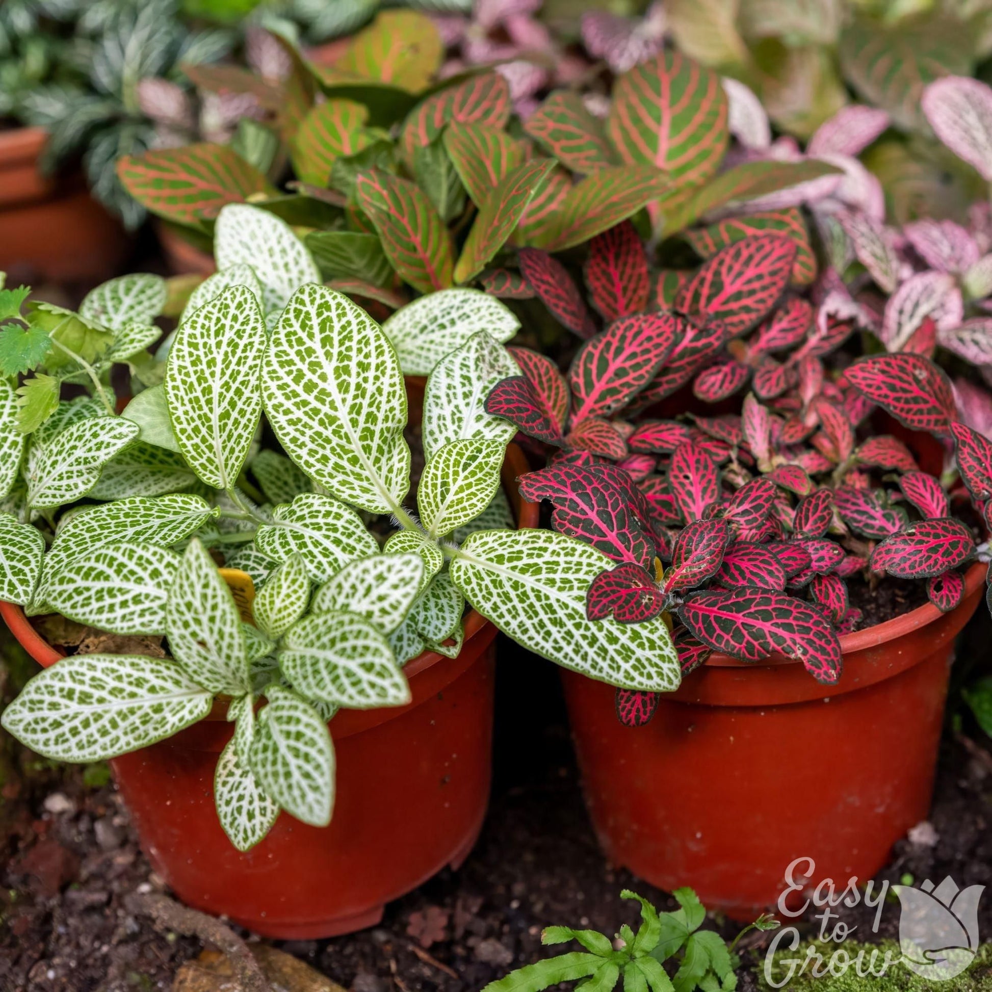 Fittonia Nerve Plant houseplant assorted foliage