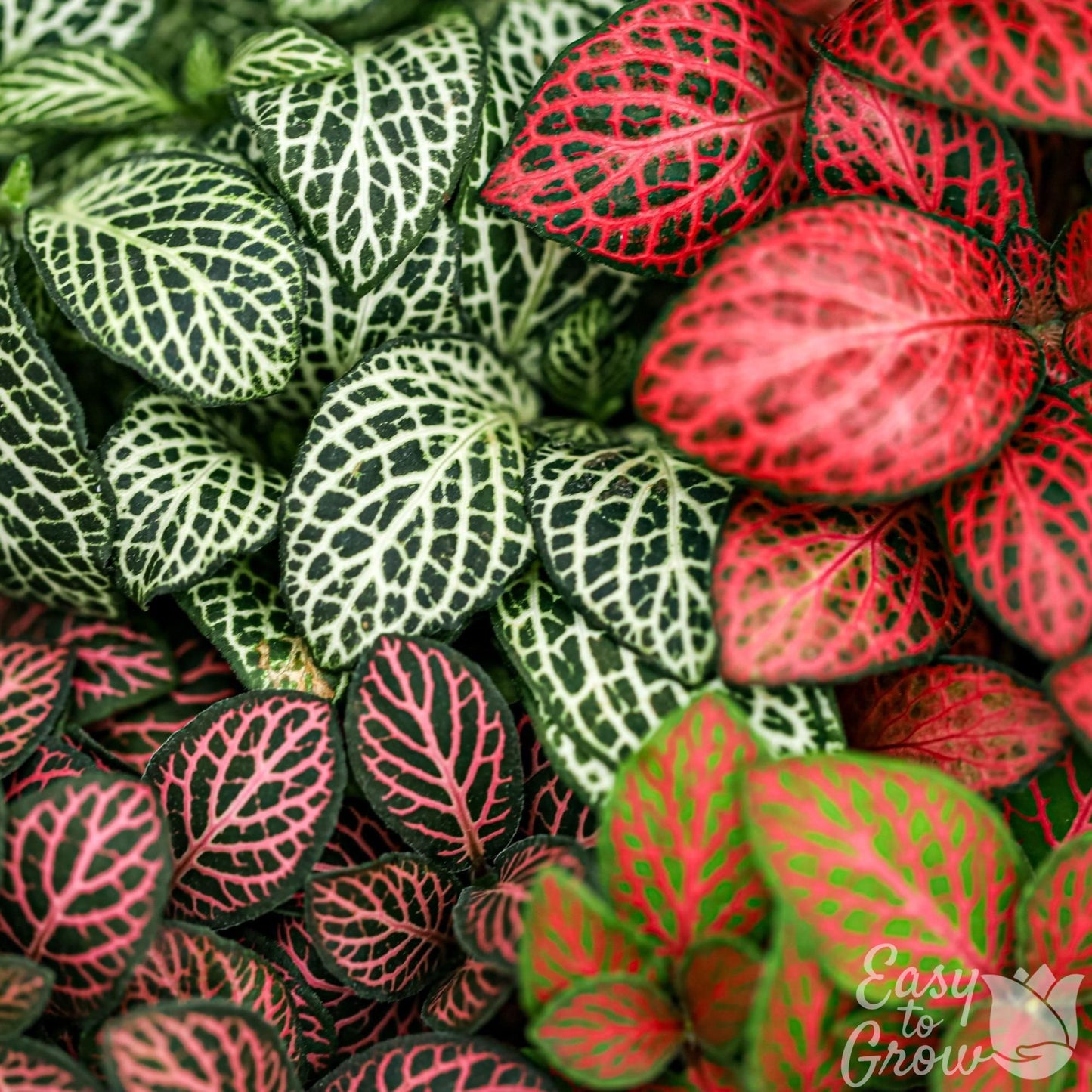 Fittonia Nerve Plant houseplant assorted foliage
