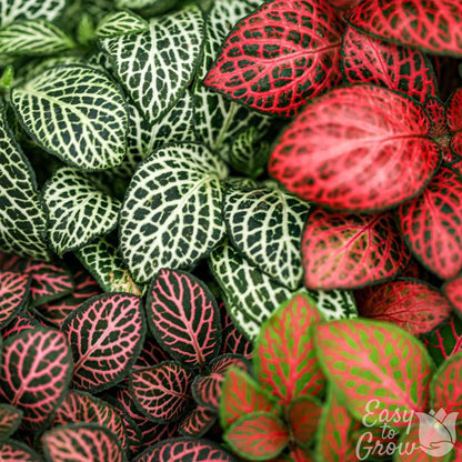 Fittonia Nerve Plant houseplant assorted foliage