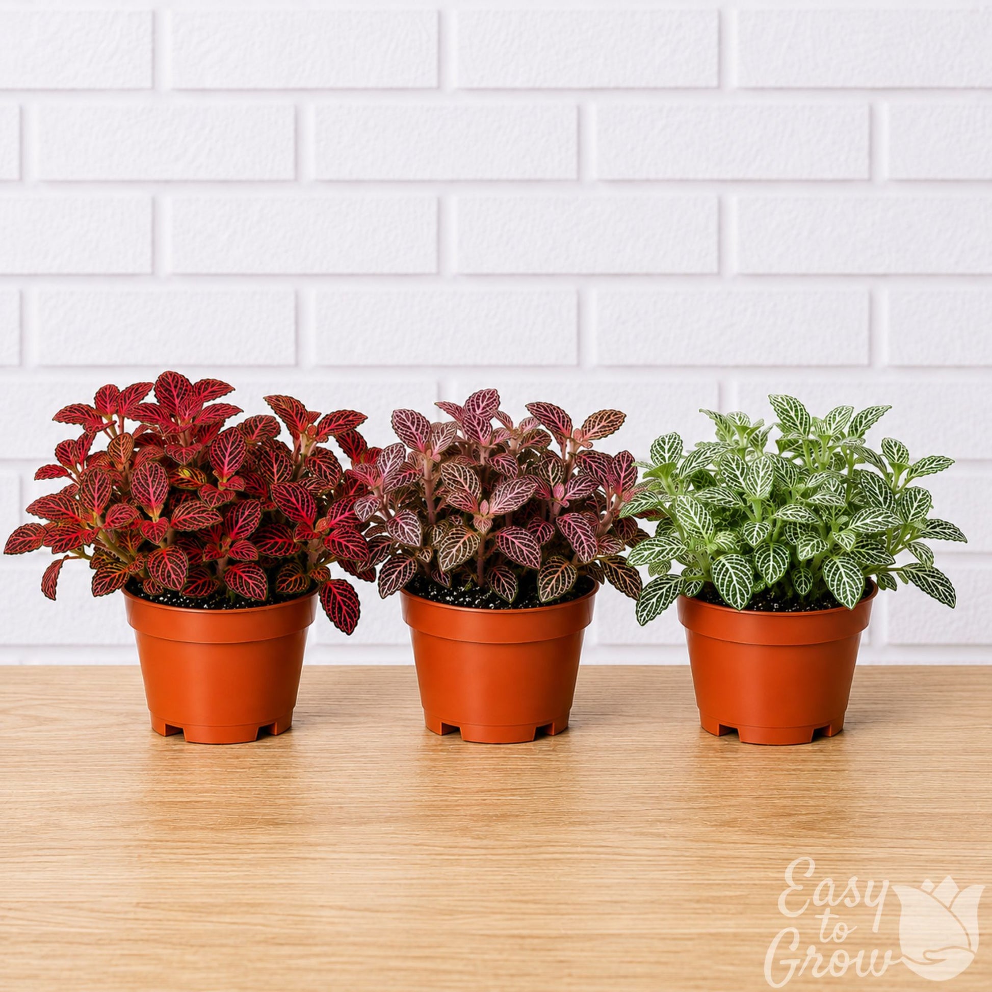 Fittonia Nerve Plant houseplant assorted colors