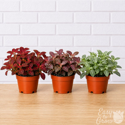 Fittonia Nerve Plant houseplant assorted colors