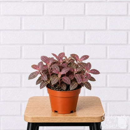 Fittonia Nerve Plant houseplant pink variegated