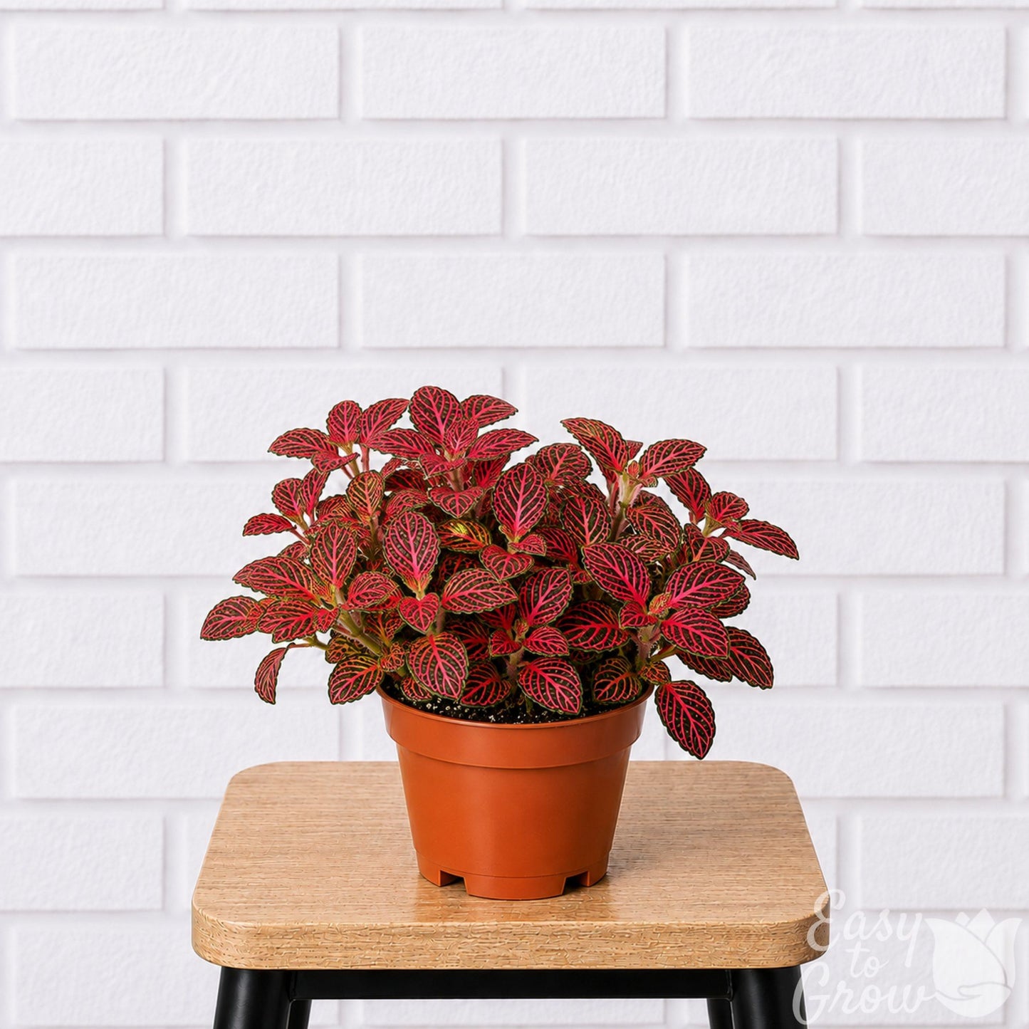 Fittonia Nerve Plant houseplant red variegated