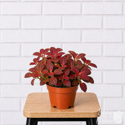 Fittonia Nerve Plant houseplant red variegated