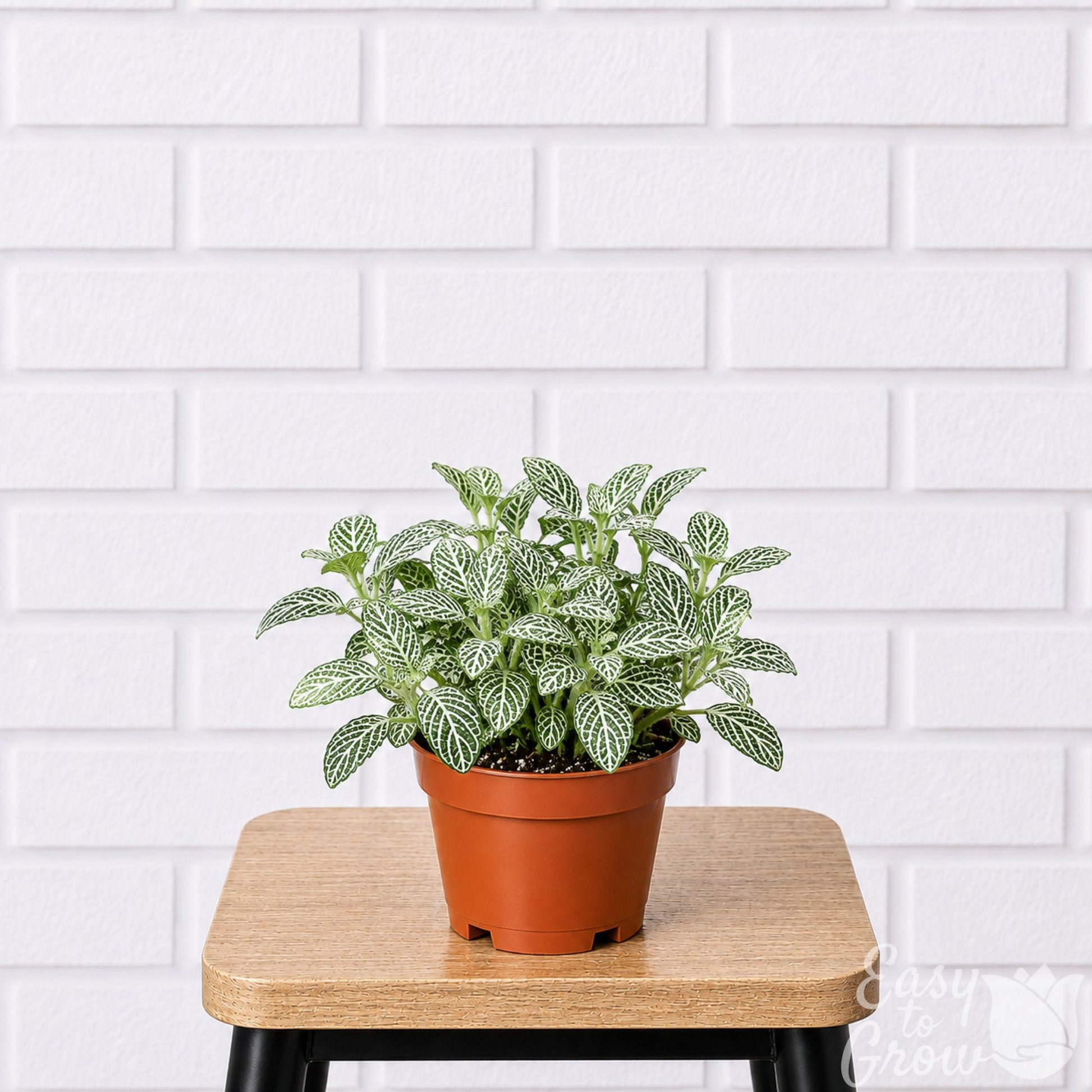 Fittonia Nerve Plant houseplant white variegated