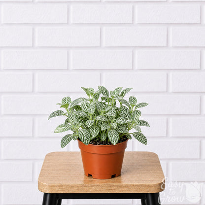 Fittonia Nerve Plant houseplant white variegated