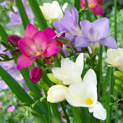White, Pink & Blue Freesias