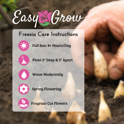 Freesia Growing Guide
