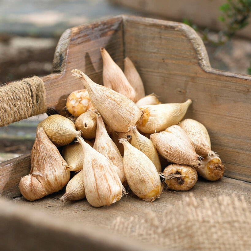 Freesia Bulbs for Planting