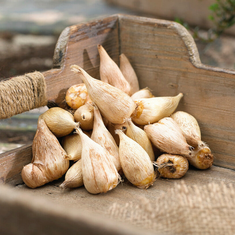 Freesia Bulbs for Garden Planting