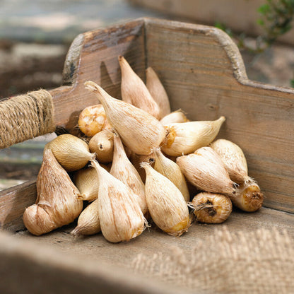 Freesia Bulbs for Sale Online