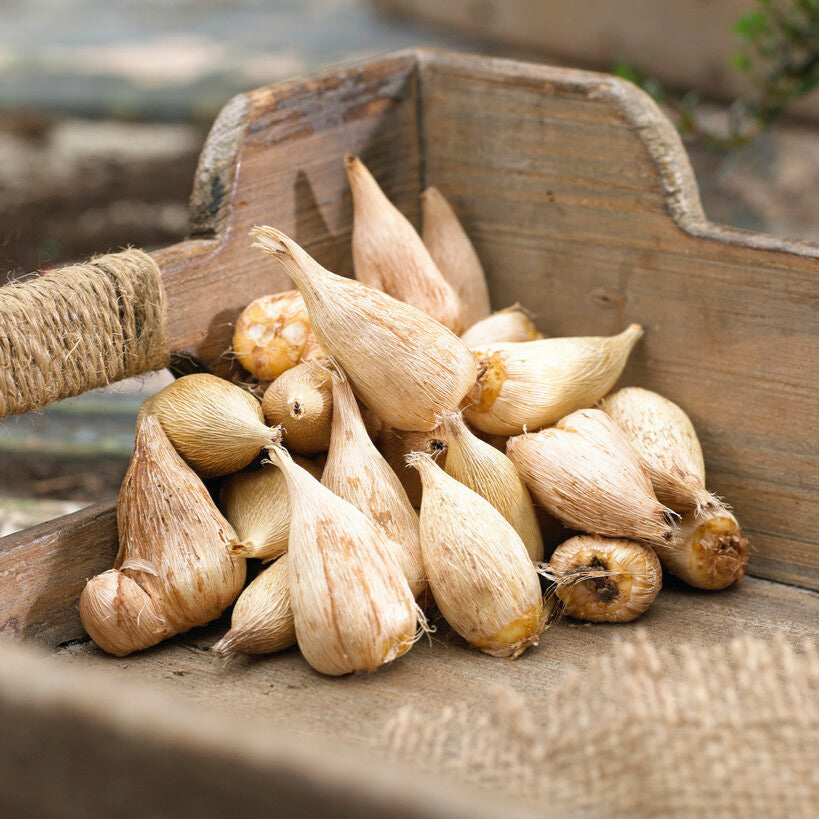 Freesia Bulbs For Garden Planting