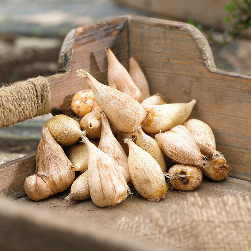 Freesia Cut Flower Garden Bulbs