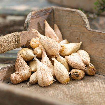 Freesia Bulbs for Planting