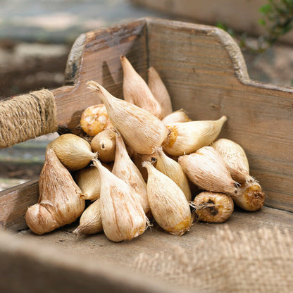 Freesia Bulbs for Planting