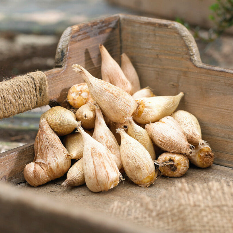 Freesia Bulbs for Garden Planting