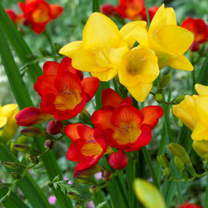Yellow & Red Bi Color Freesia Bulbs
