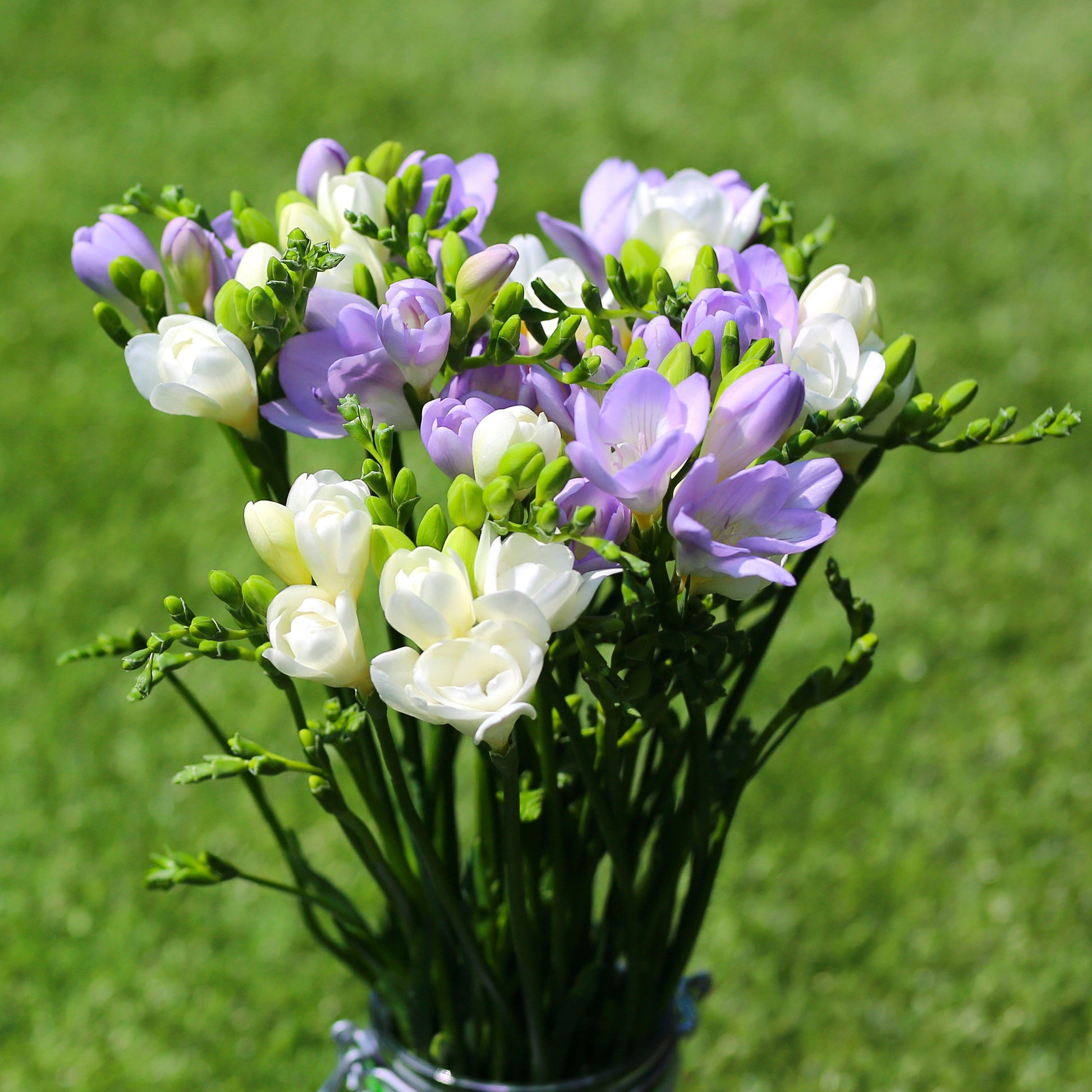Blue and White Freesias in Vase
