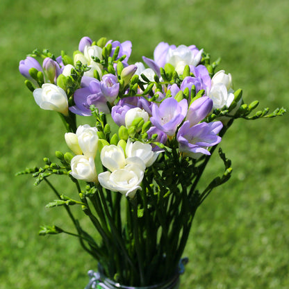 Blue and White Freesias in Vase