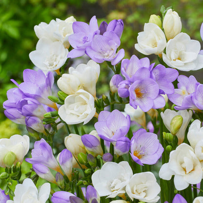Blue & White Freesia Bulb Collection