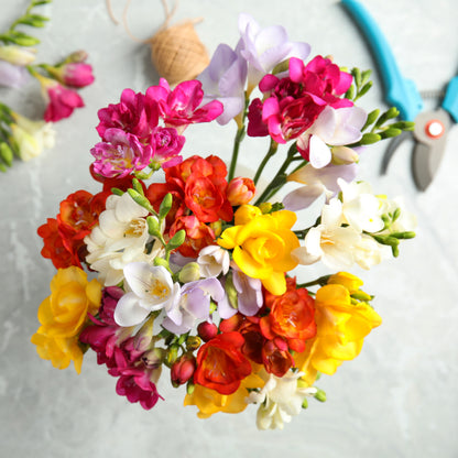 Mixed Double Freesia Cut Flowers