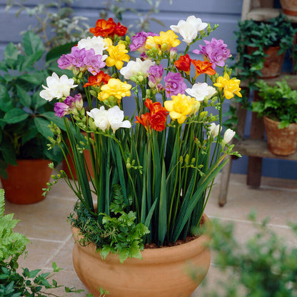 Mixed Double Freesia Flowers Blooming In Pot