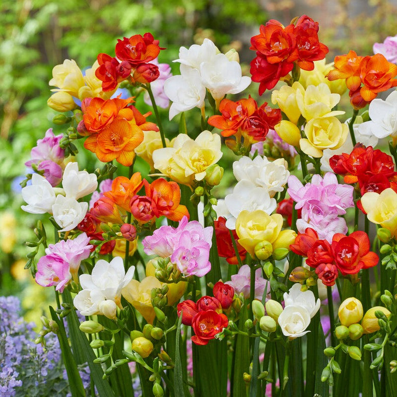 Freesia Double Flowering Colorful Mix