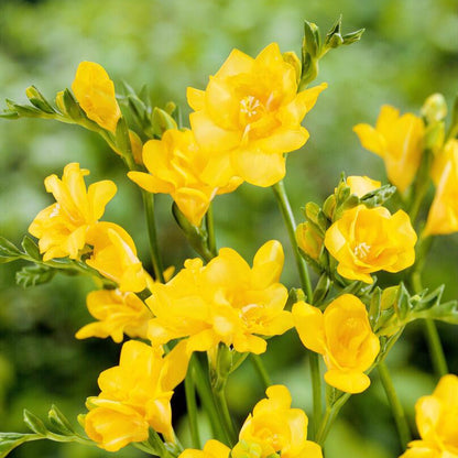 Double Yellow Freesia Flowers